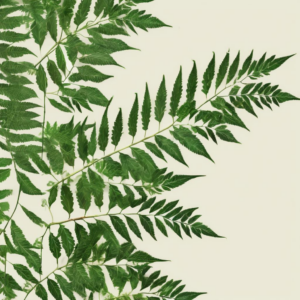 Entdecke die Vorteile von Neemblättern: Warum du sie in deinem Alltag nutzen solltest!