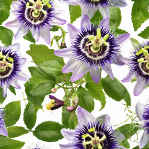 Entdecke die Welt der Passionsblume Heilkräuter: Deine geheime Waffe für Gesundheit und Wohlbefinden!