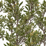 Entdecke das Weihrauchkraut Asa F&ouml;tida: Wunderpflanze oder nur ein Kraut?