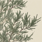 Entdecke die Magie von Maroma Smudge Weihrauchblätter Wacholder – Ein einfacher Guide für dich!