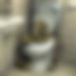 Traumdeutung: Was bedeutet es, wenn die Schlange im Klo auftaucht?